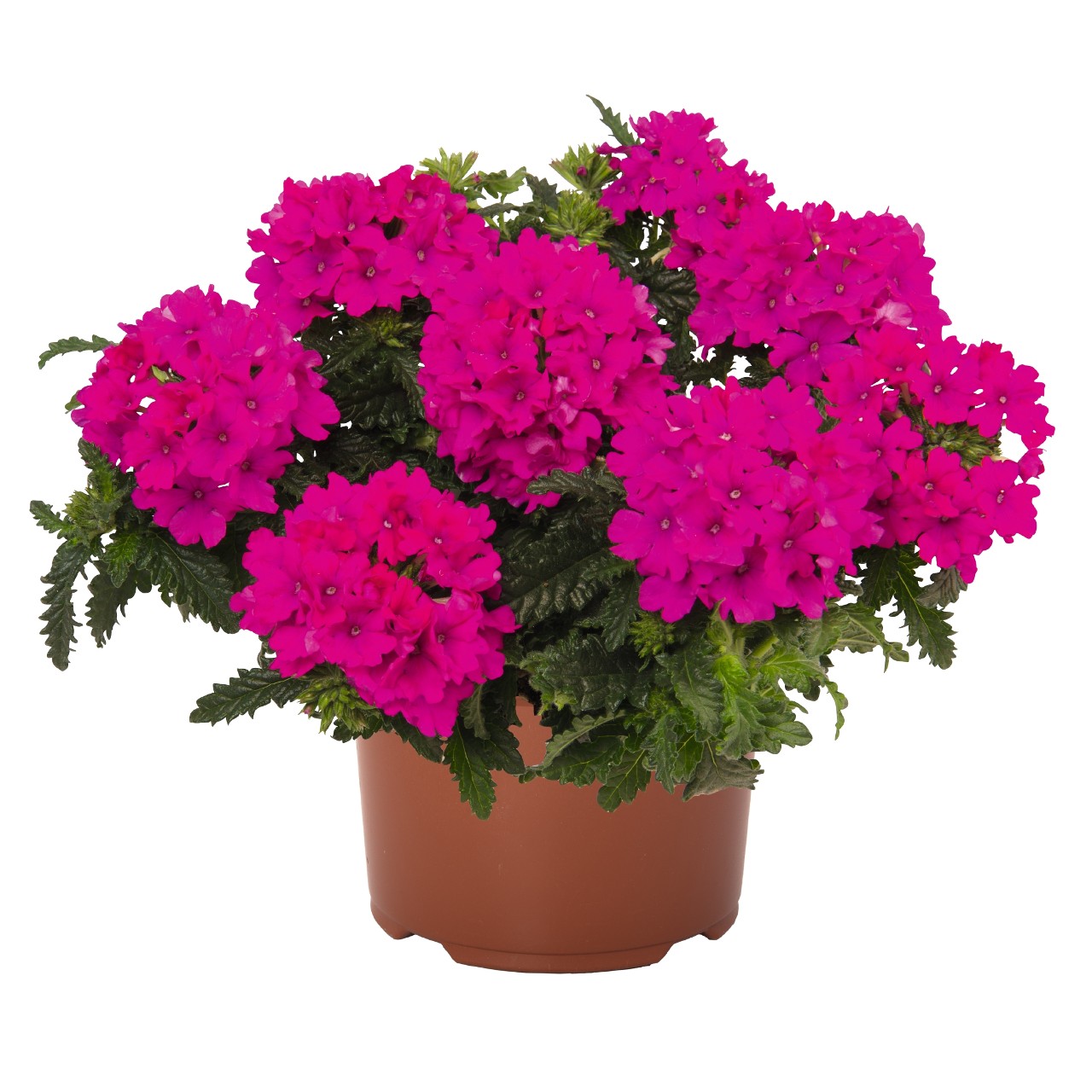 Вербена Lindolena Magenta