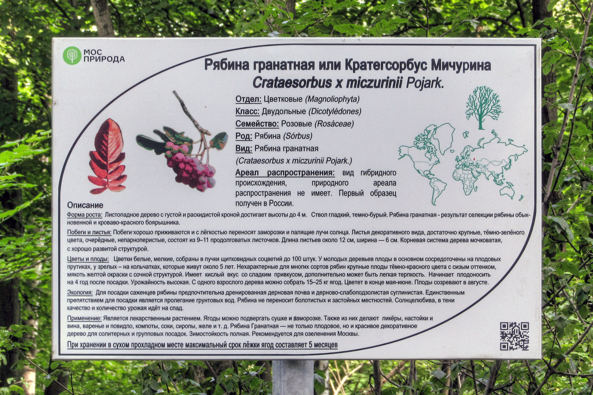 Рябина Гранатная
