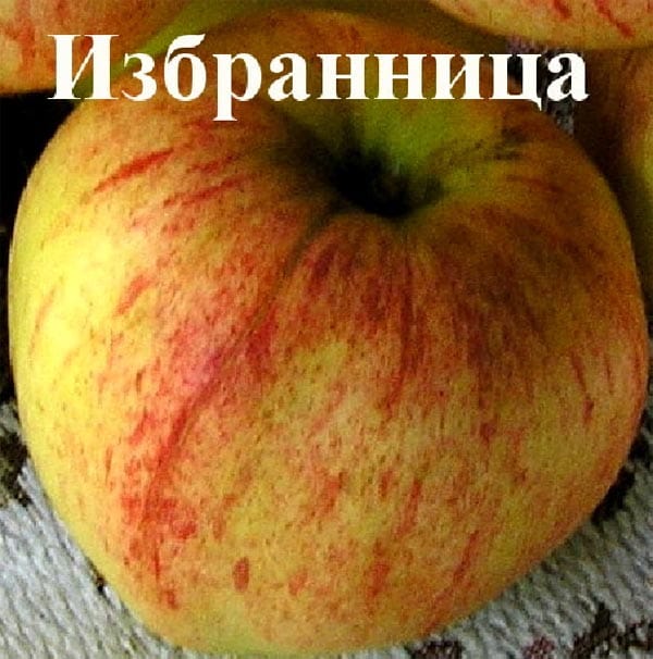 Яблоня Избранница