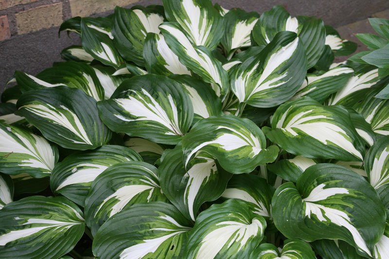 Хоста гибридная Undulata Mediovariegata