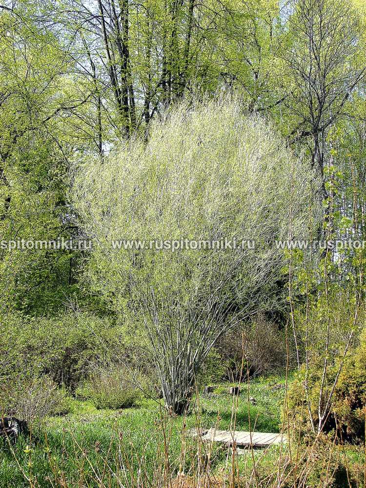 Ива Ледебура Salix ledebouriana var. pyramidalis