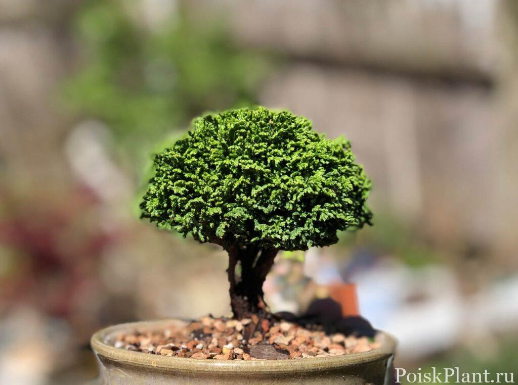Кипарисовик горохоплодный Tsukumo Pygmy