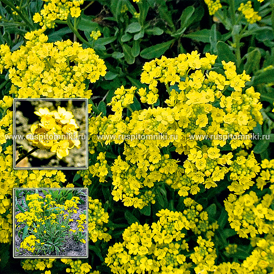 alissum-skalnyy-compactum-gold