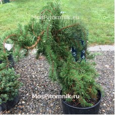 Сосна Банкса Анкл Фогги