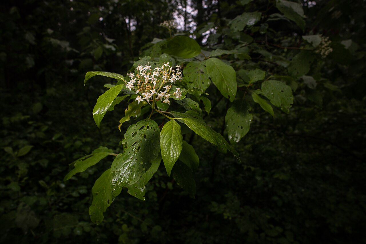 Дёрен отпрысковый 'Flaviramea' RB / Cornus stolonifera 'Flaviramea'