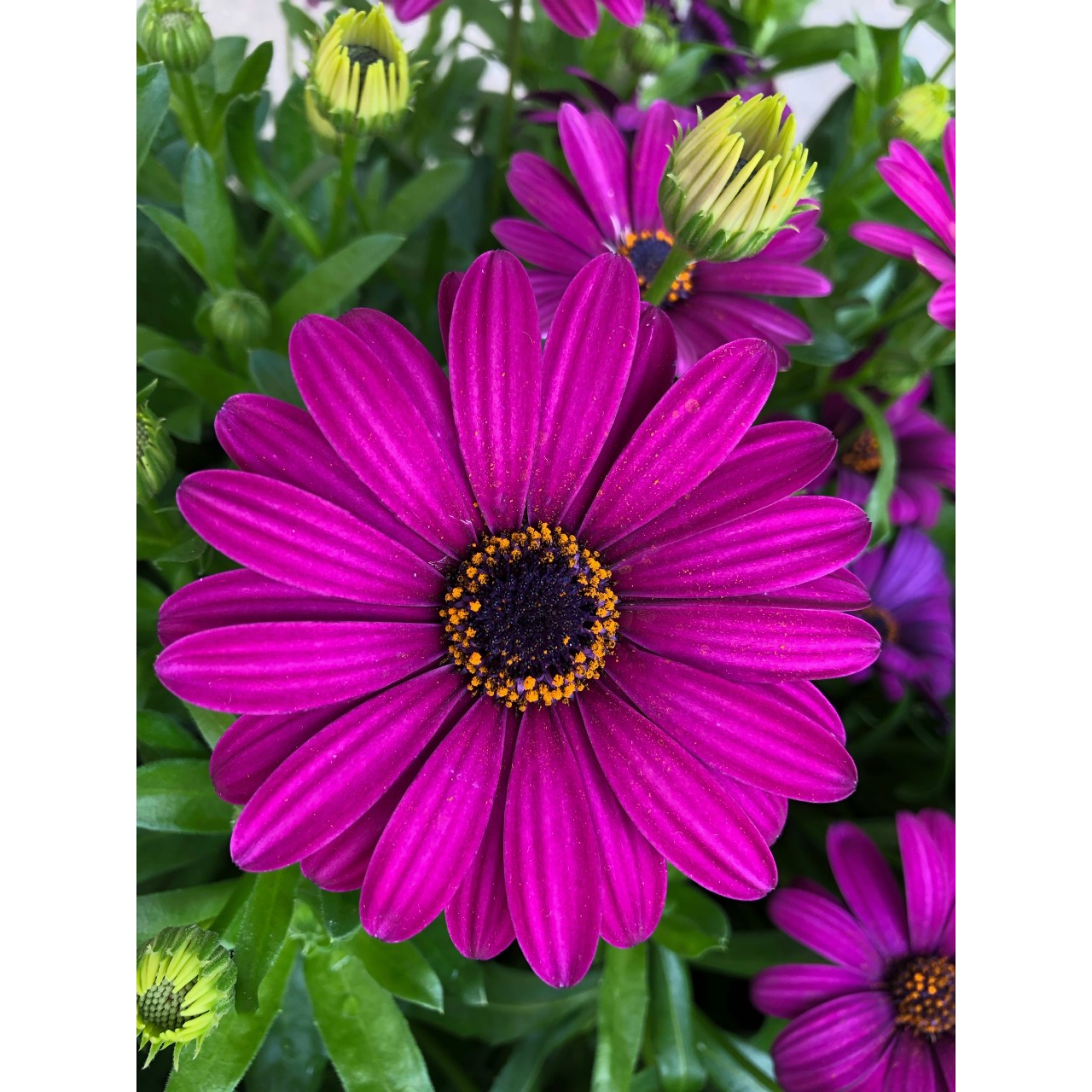Остеоспермум Margarita Purple