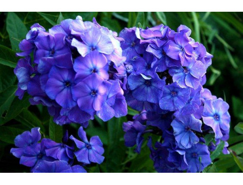 Флокс метельчатый Блю Бой (Blue Boy)
