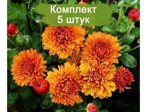Хризантема Каштанка (Среднецветковая/Оранжевая)
