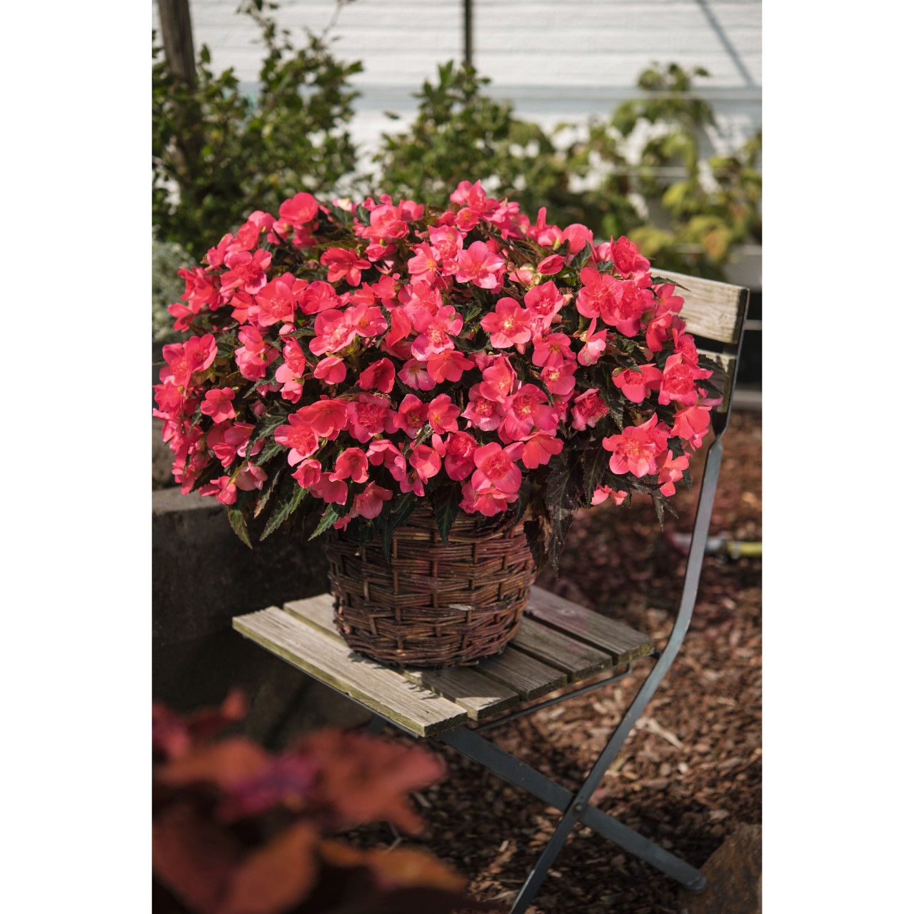 Бегония I'CONIA Portofino Hot Pink