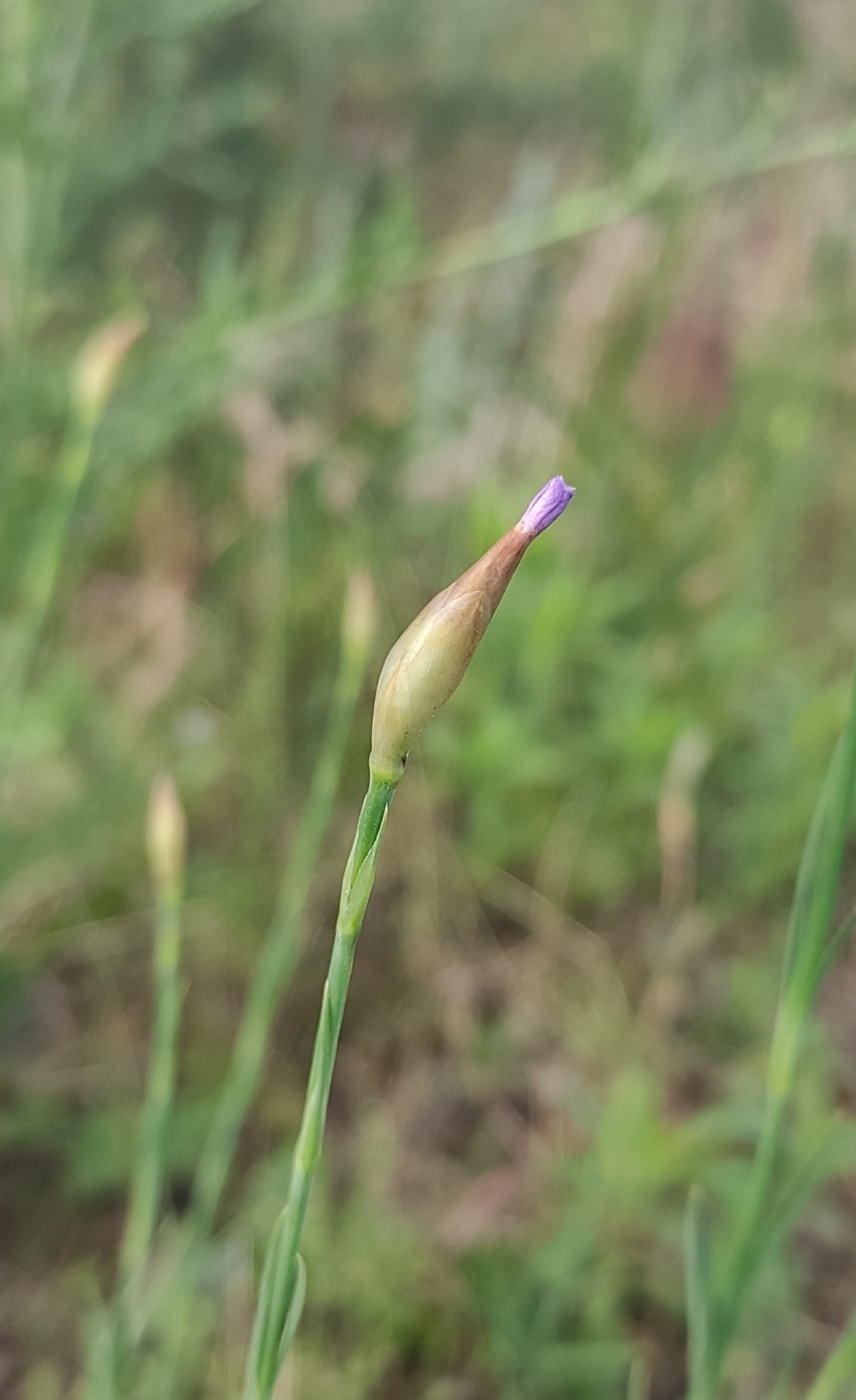 international backfill (iNaturalist): Dianthus