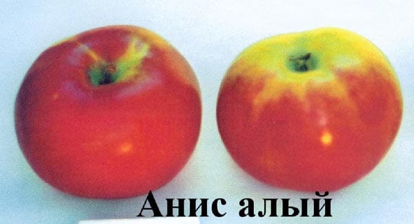 Яблоня Анис алый