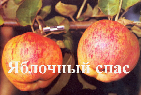 Яблоня "Яблочный спас" Садоград 1летние саженцы