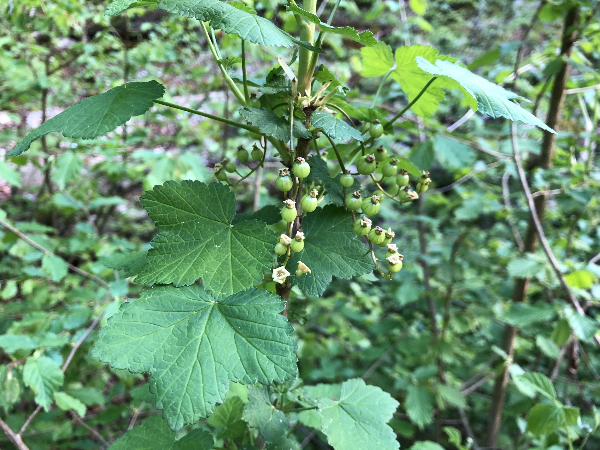 international backfill (iNaturalist): Ribes rubrum