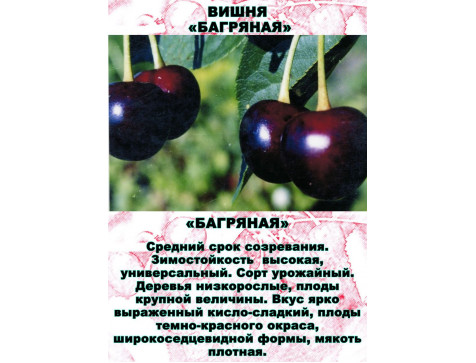 Вишня Багряная
