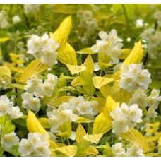 Чубушник (Philadelphus Gold)