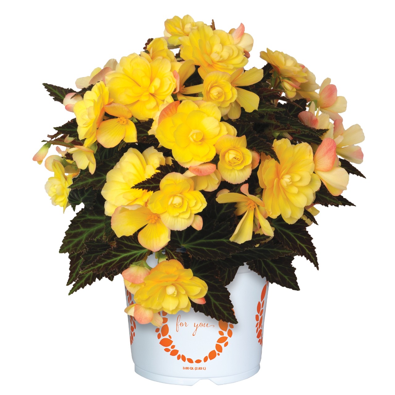Бегония I'CONIA Portofino Yellow