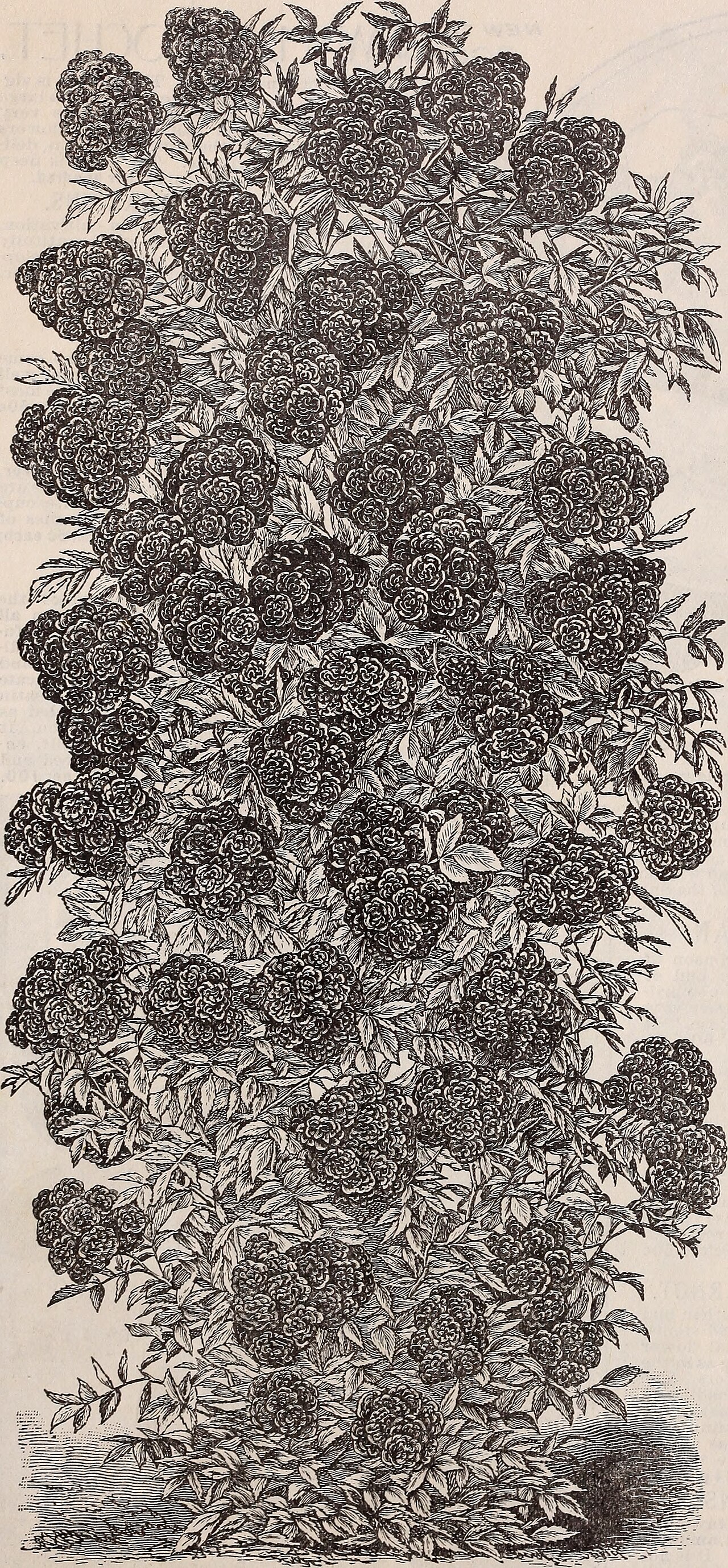 Роза шраб Хелена Ренессанс