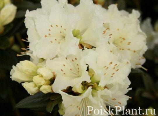 Рододендрон лапландский Cream Crest