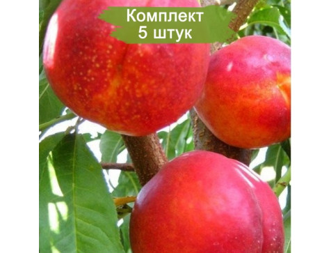Нектарин Ванг 3
