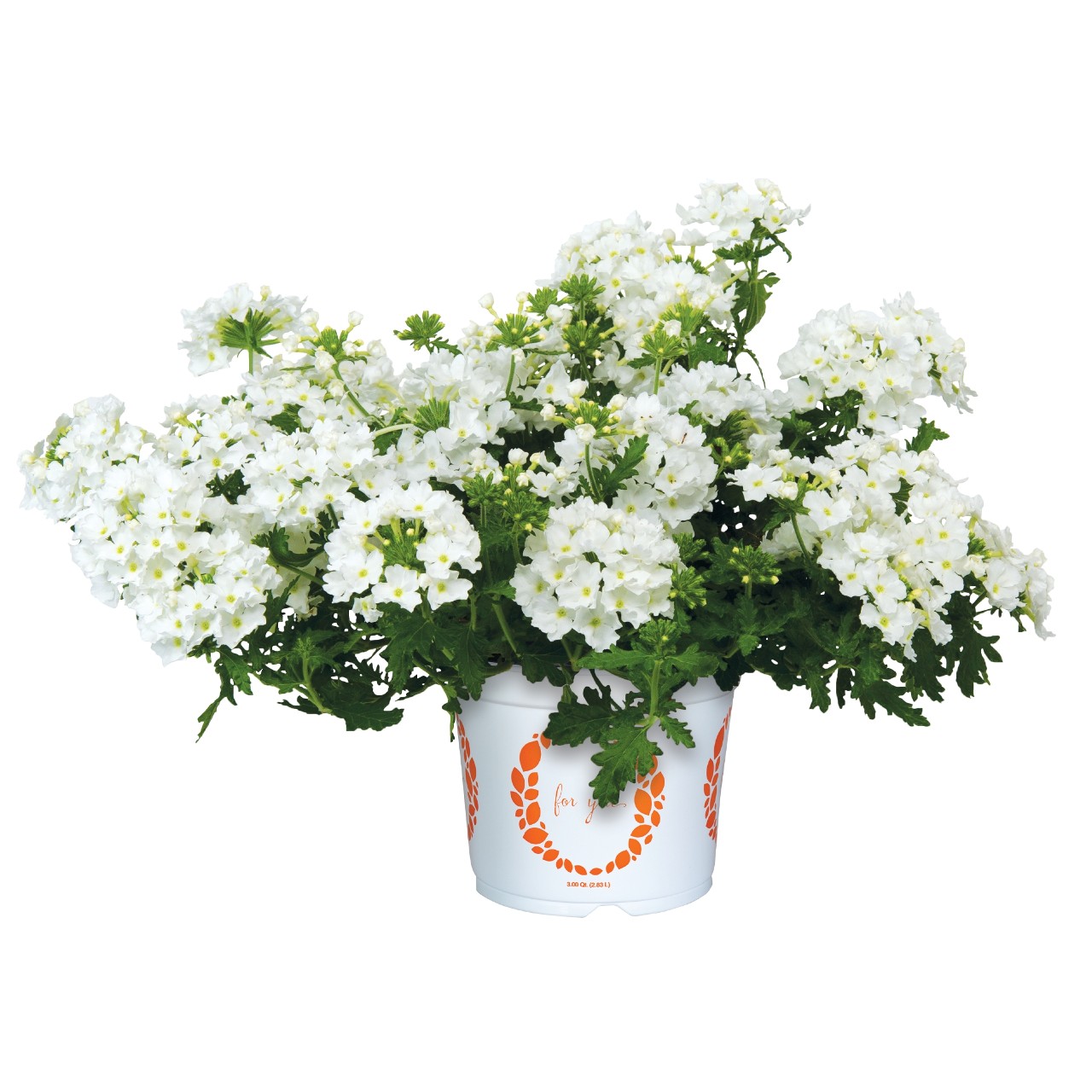 Вербена Empress Flair White