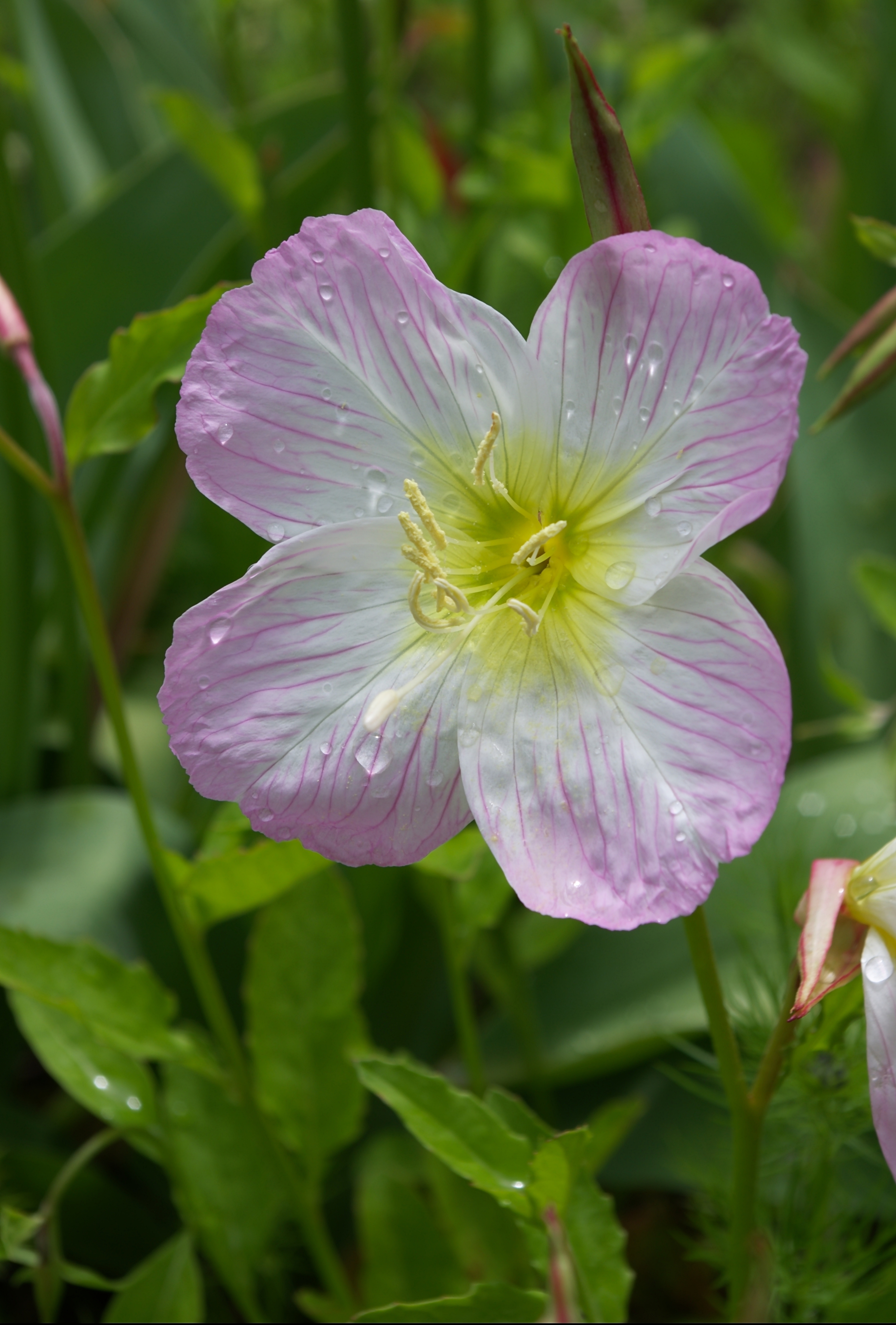 Энотера миссурийская "Oenothera missouriensis" саженец с открытой корневой системой