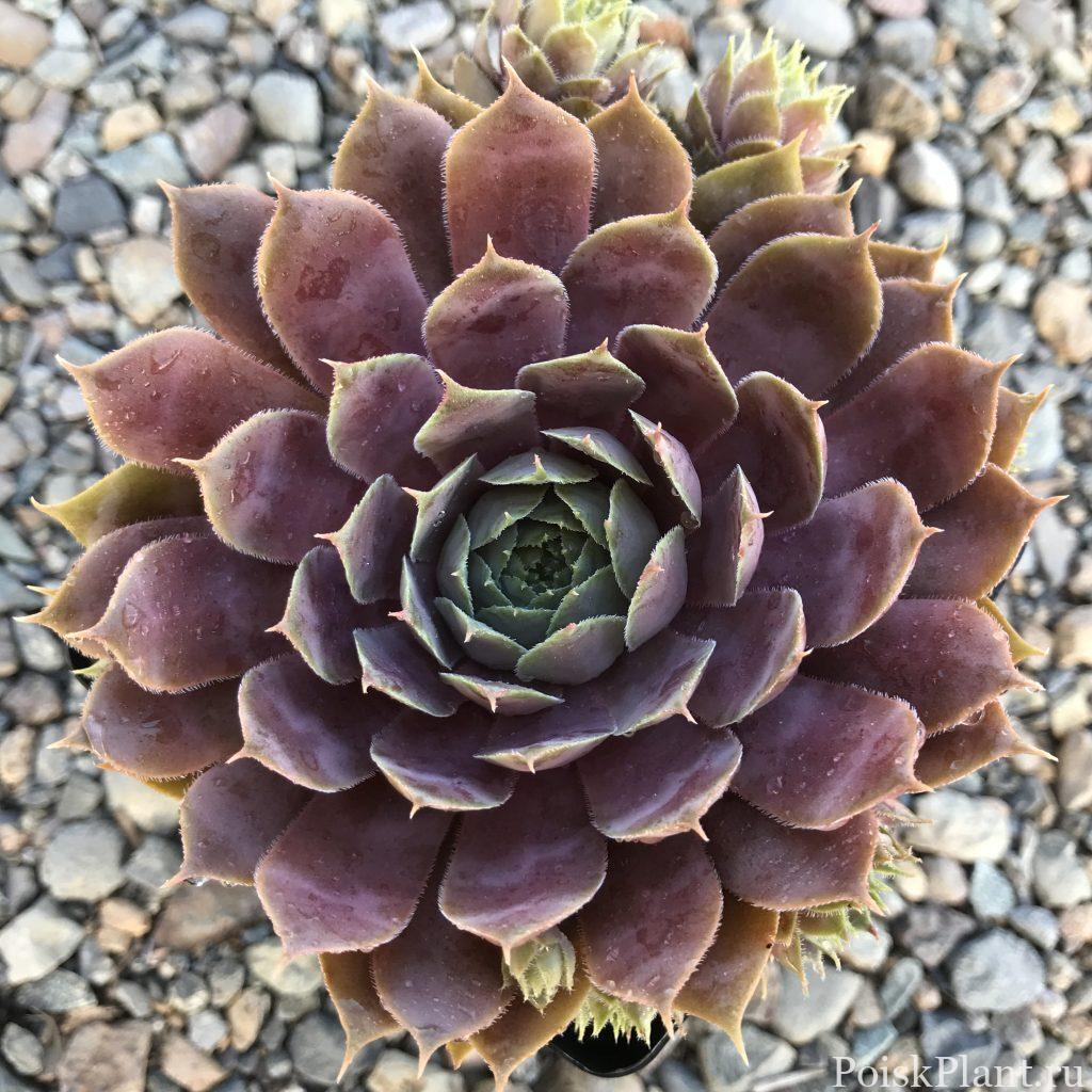 Молодило гибридное Purple Beauty