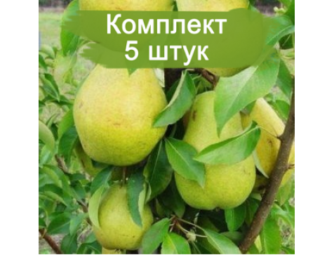 Груша колоновидная Диалог
