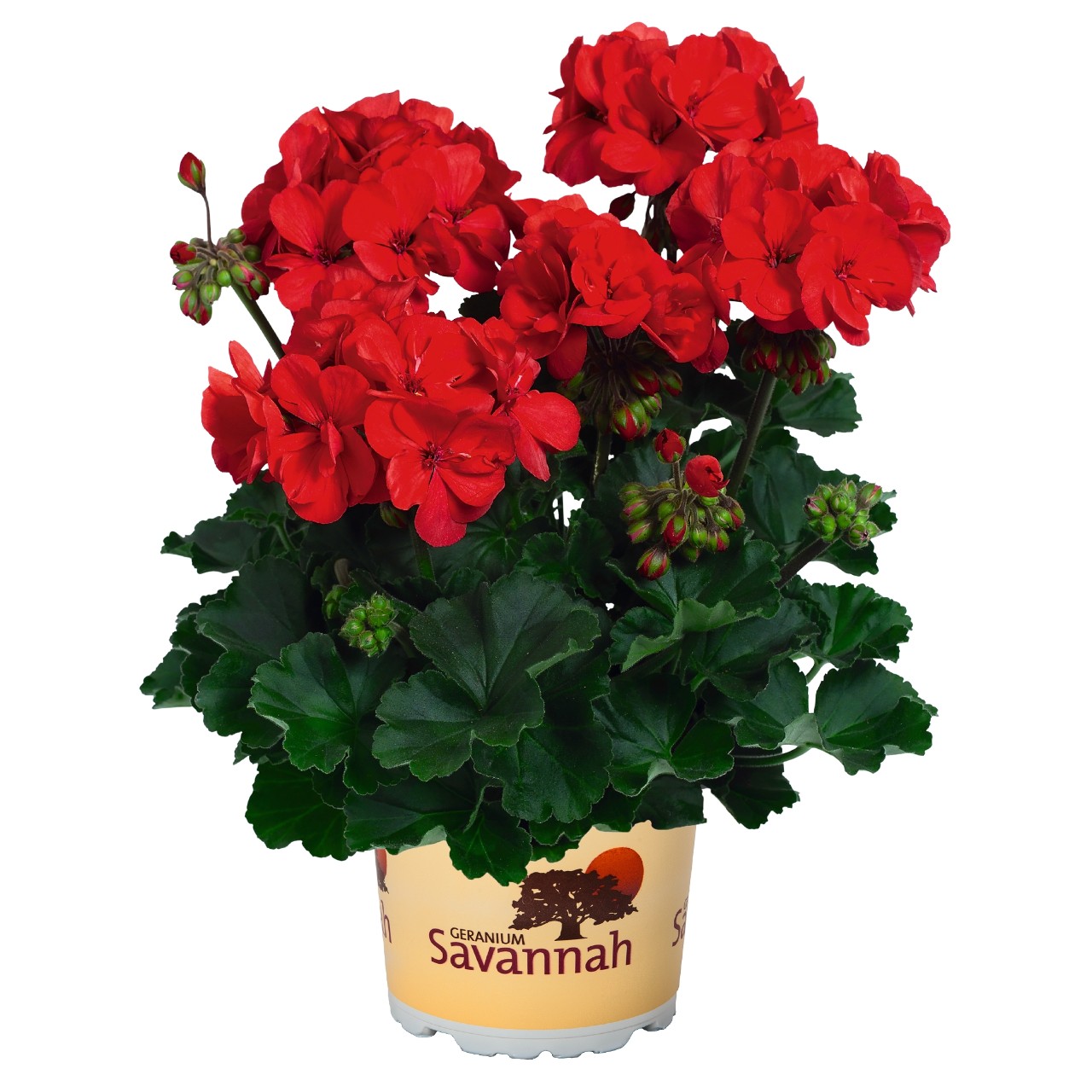 Пеларгония Savannah Red