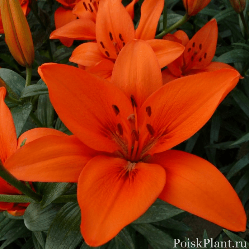 Лилия азиатская Orange Summer