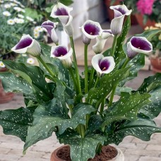 Калла Пикассо Р9