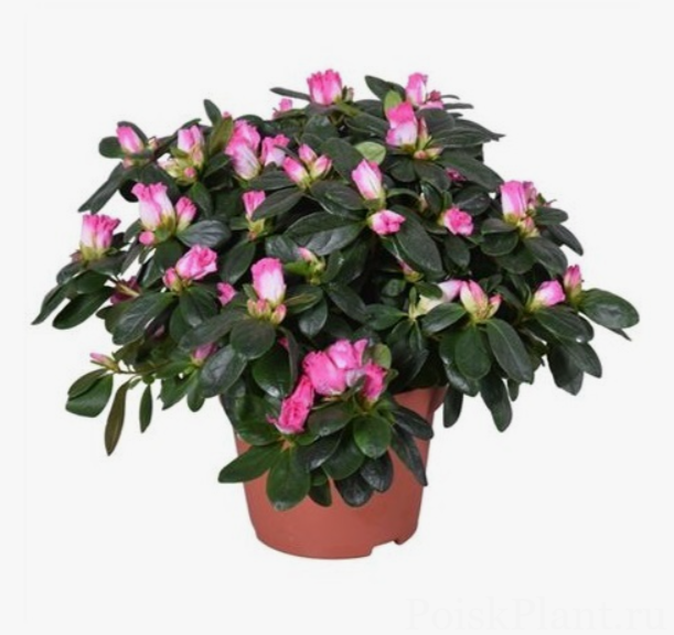 Азалия индийская Flandresse Variegated