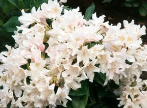 Рододендрон 'Cunningham's White' RB 70-80 CM / Rhododendron 'Cunningham's White'