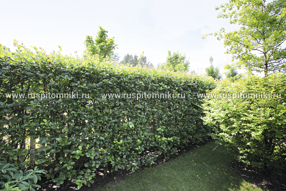 Боярышник сливолистный Splendens` = С. × persimilis `Prunifolia `Splendens