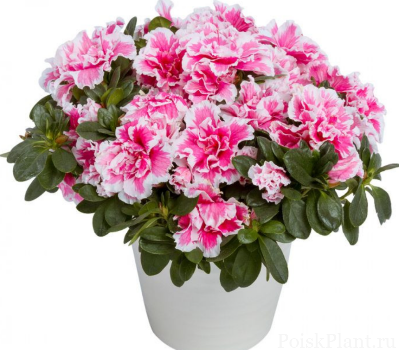 Азалия индийская Hortinno Bicolor