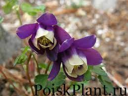 Аквилегия гибридная Jewel Deep Purple