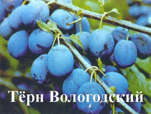 Слива Вологодский