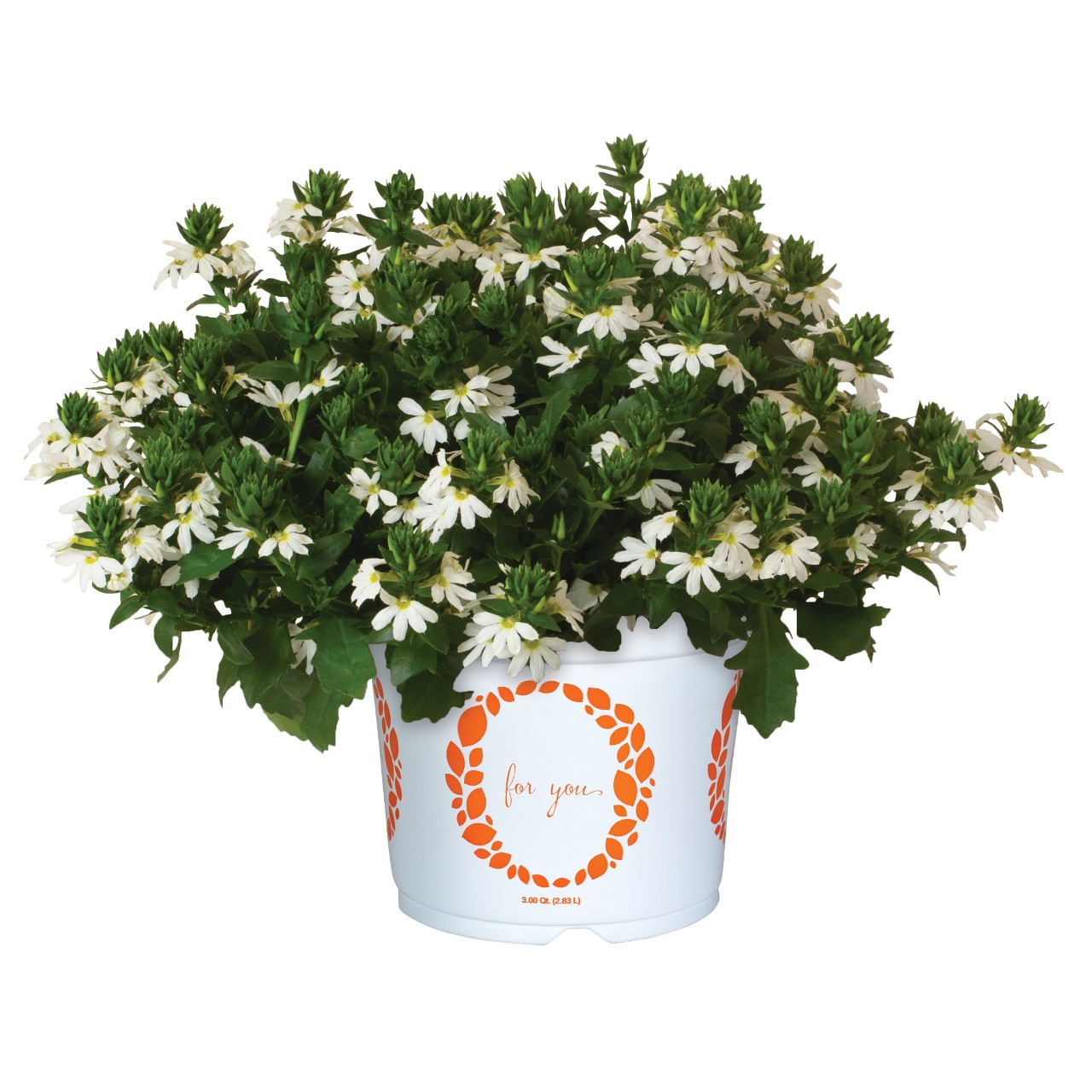 Сцевола Scala Cappello White