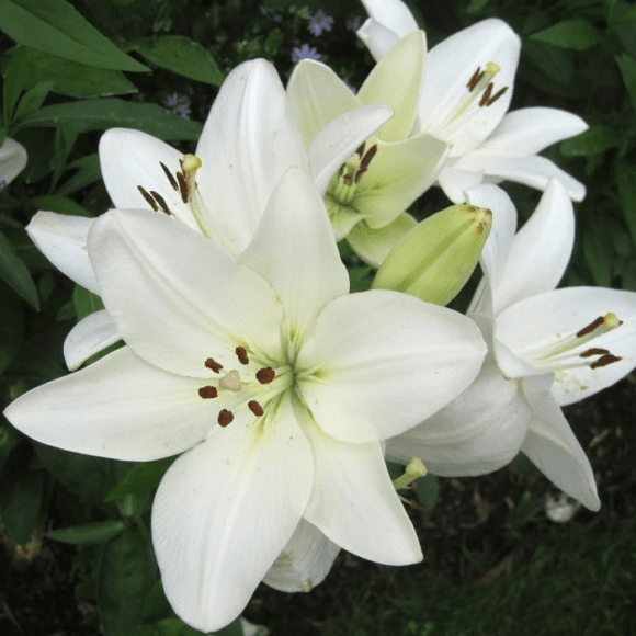 Лилия азиатская White