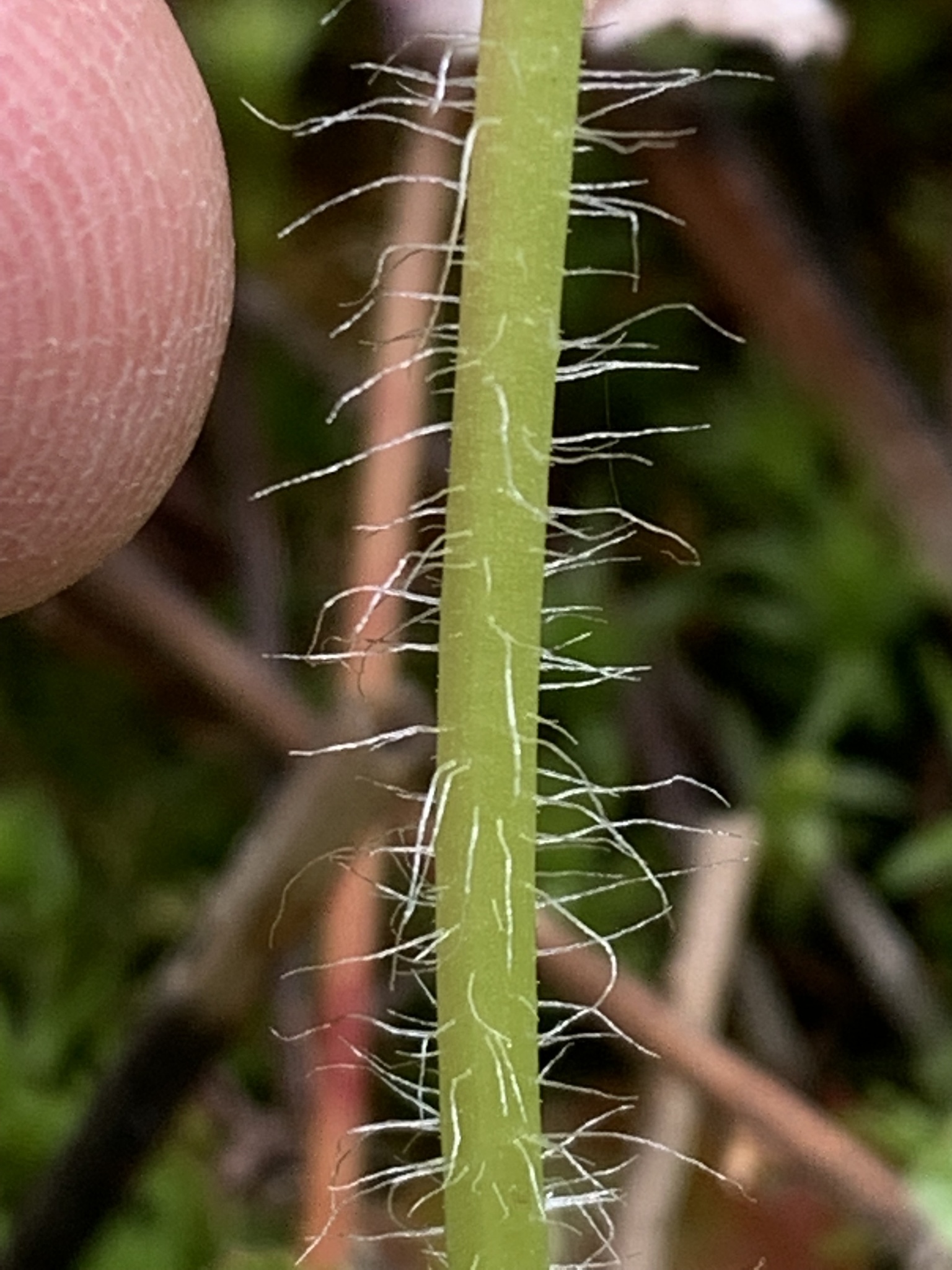 international backfill (iNaturalist): Heuchera