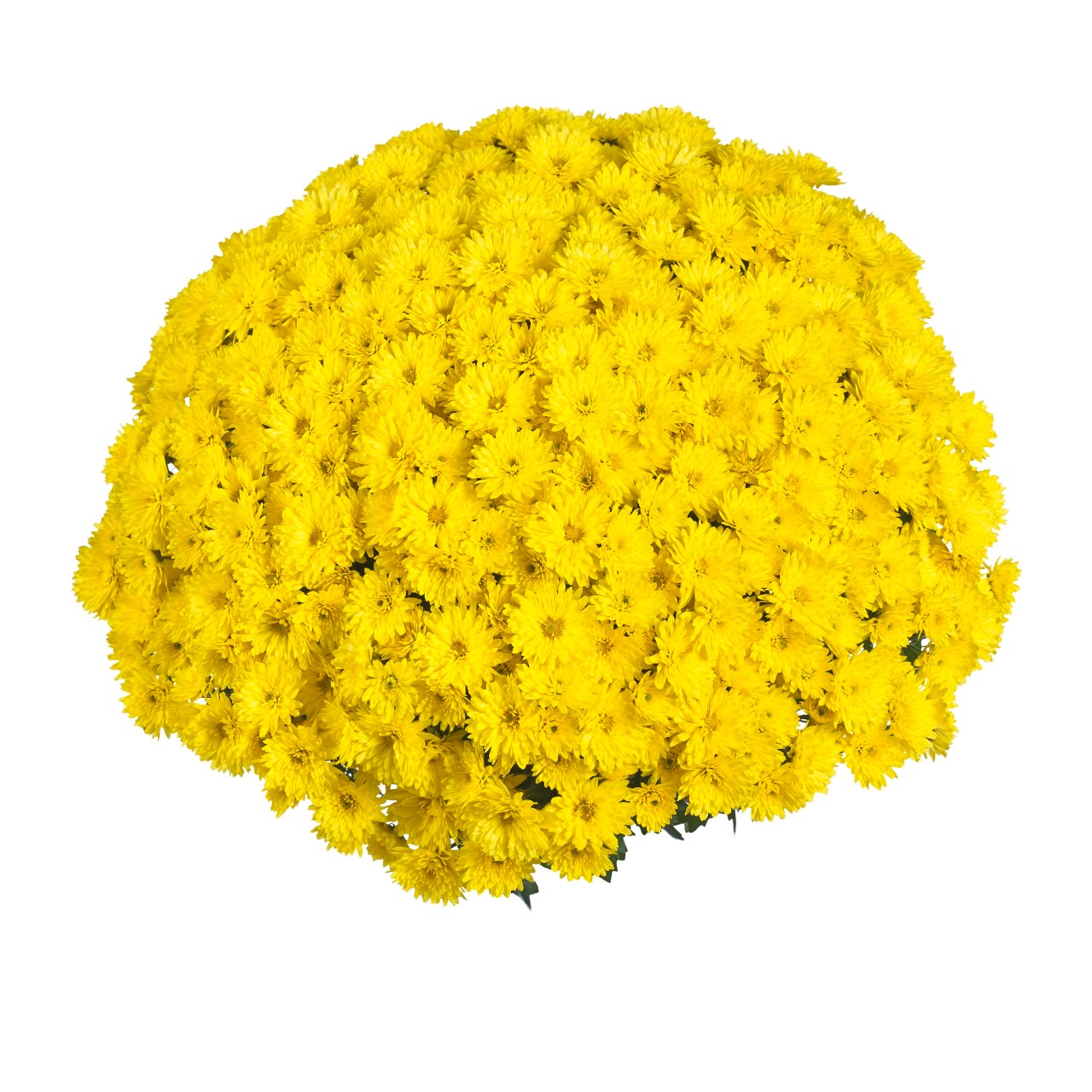 Хризантема Sing Yellow