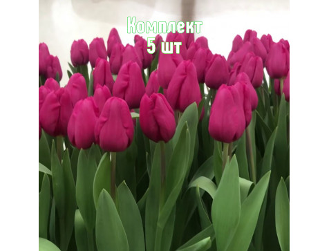 Тюльпан Пурпл Равен