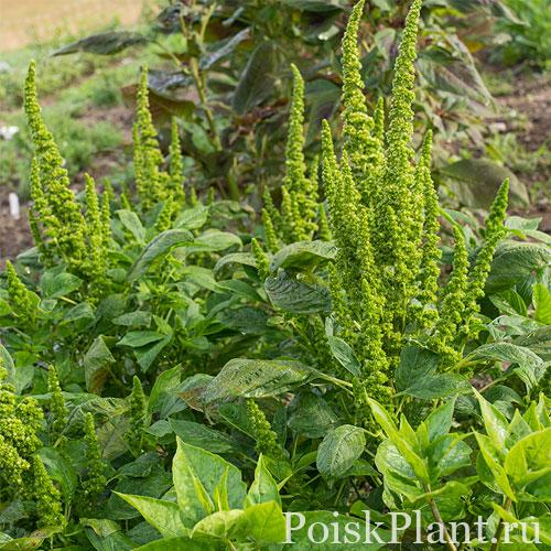 Амарант темный Green Thumb
