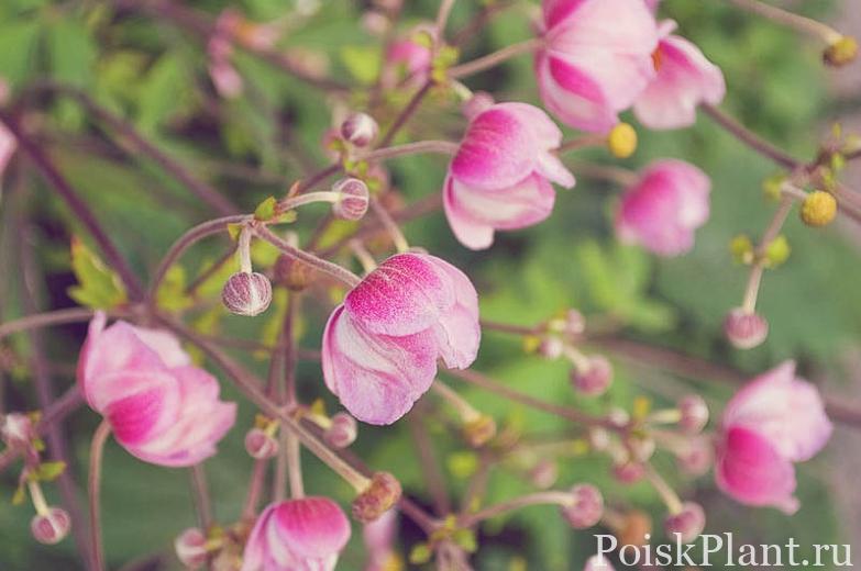 Анемона хубейская Rosenschale