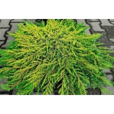 Можжевельник обыкновенный (Juniperus communis Lemon Carpet)