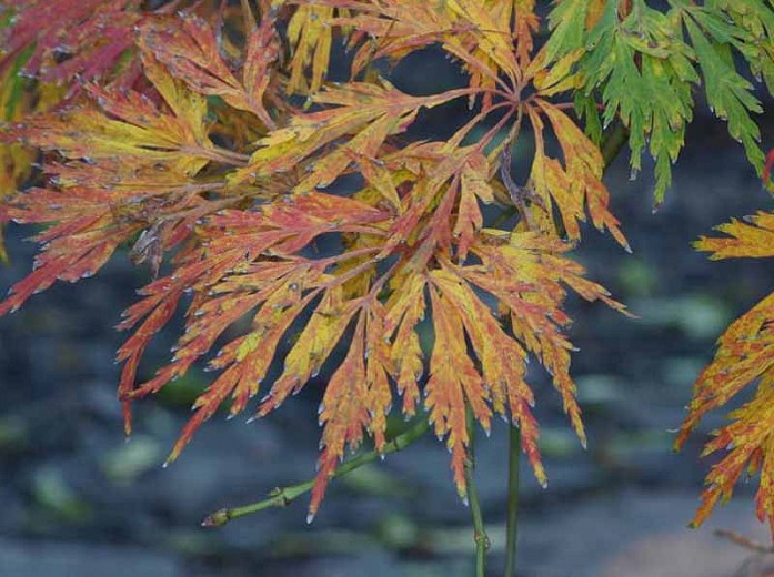Клен пальмолистный Green Cascade