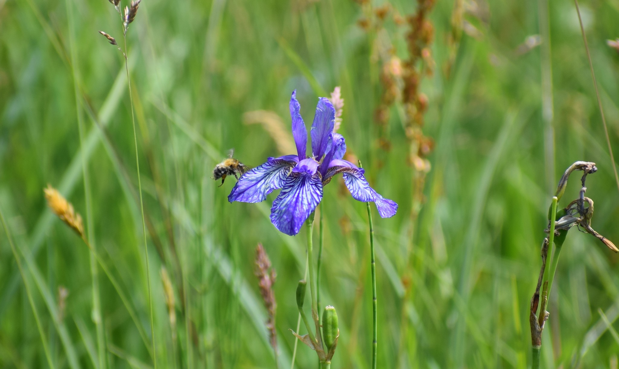 international backfill (iNaturalist): Iris Sibirica