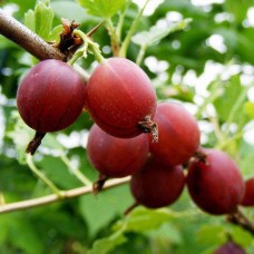 Крыжовник Каптиватор Р9