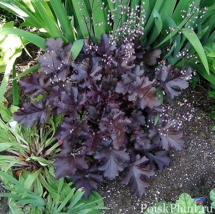 Гейхера гибридная Black Beauty