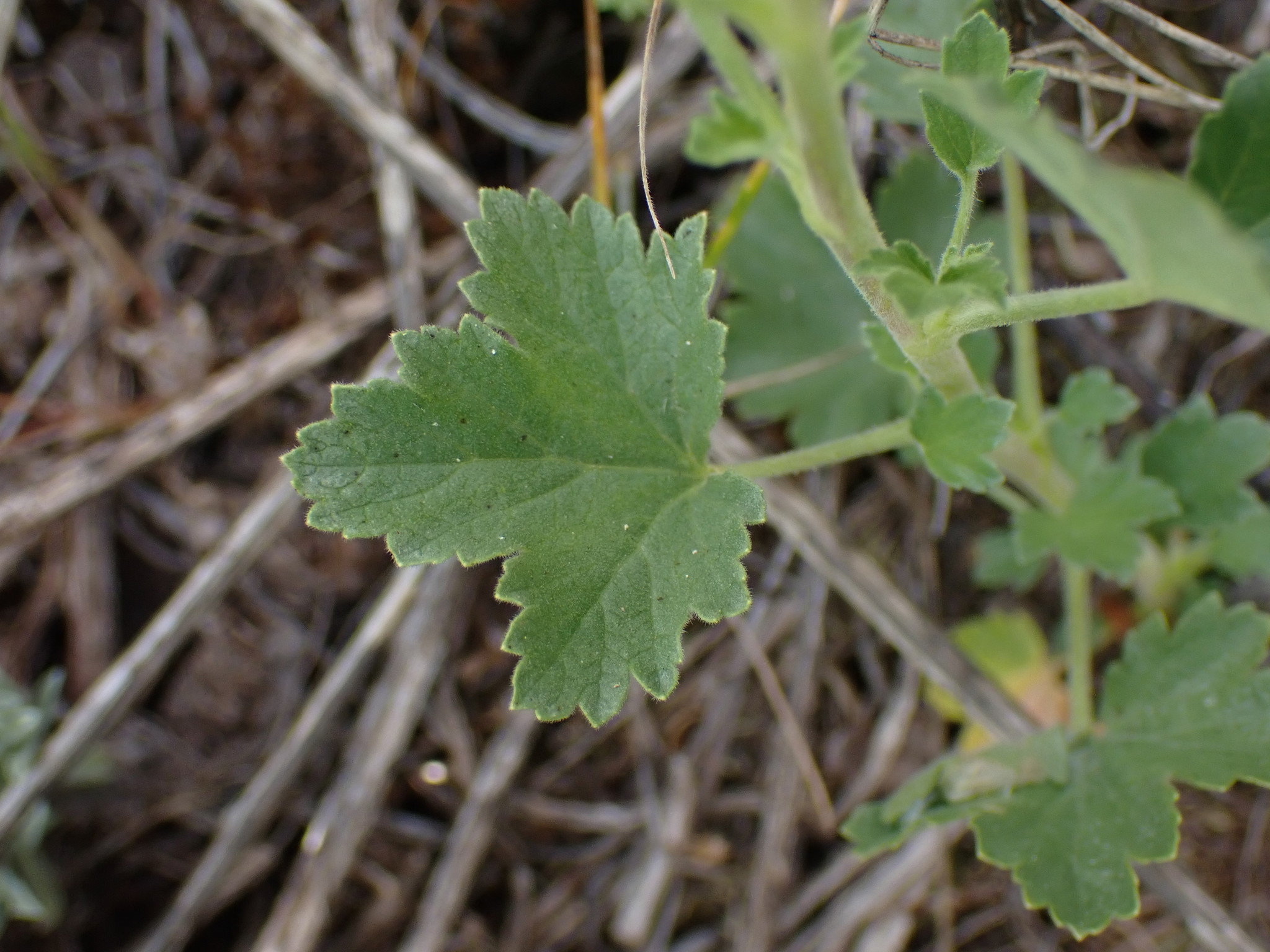 international backfill (iNaturalist): Ribes