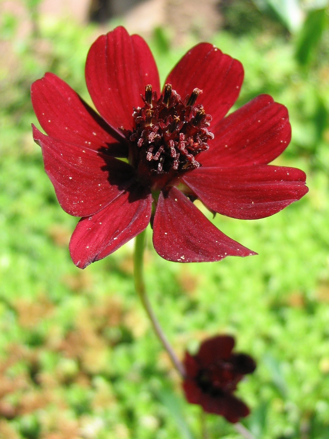 Космея кроваво-красная Cherry Chocolate